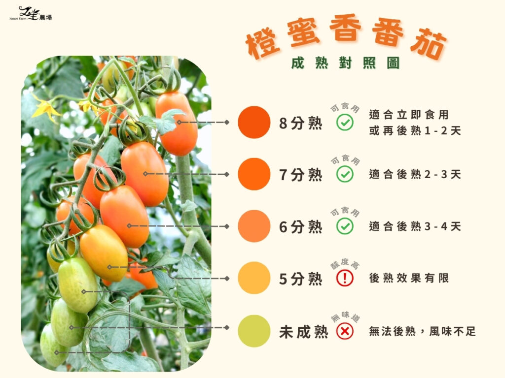 橙蜜香番茄成熟度對照圖，從未熟到8分熟依顏色區分