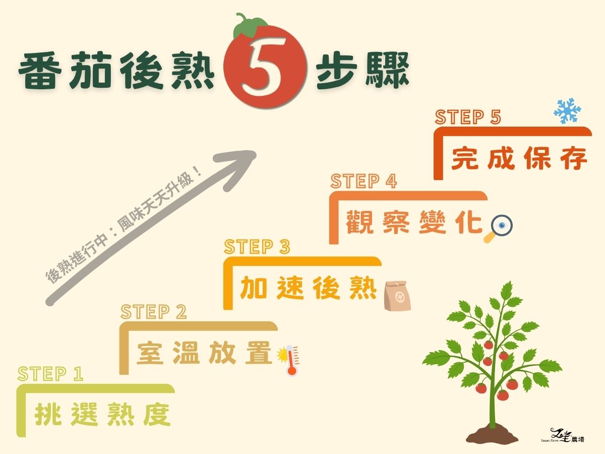 番茄後熟五步驟圖解：挑選熟度、室溫放置、加速後熟、觀察變化、完成保存