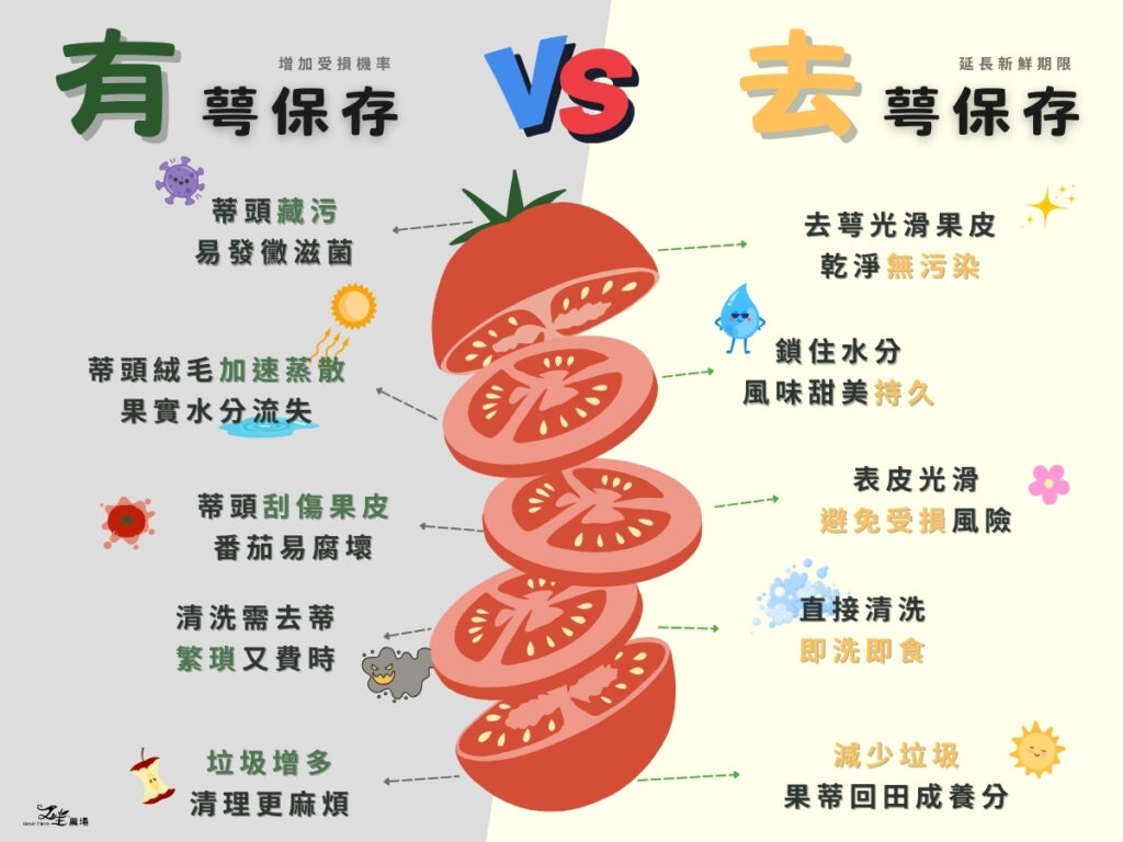 番茄去萼與有萼保存優劣勢對照圖