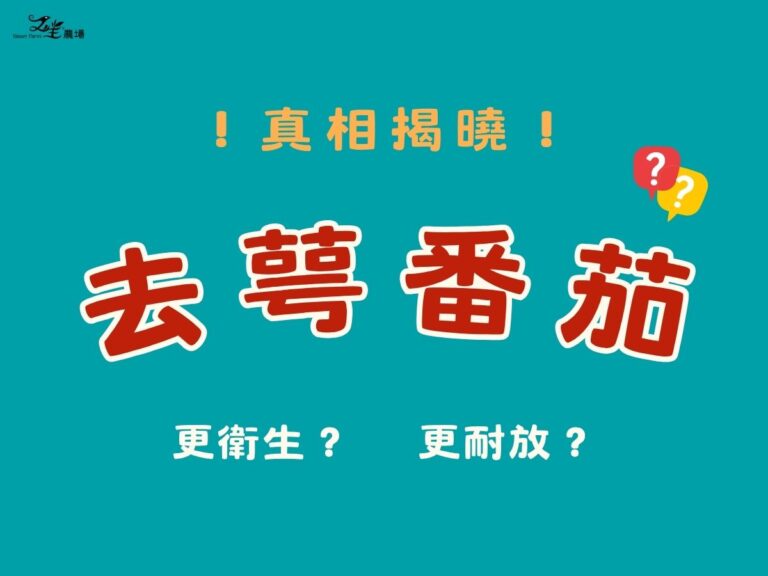 真相揭曉！為什麼「去蒂番茄」反而更衛生、更耐放？