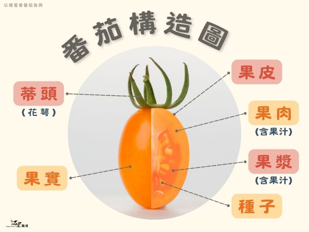 番茄構造圖＿以橙蜜香番茄為例